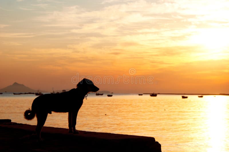 Silhouette Lonely Dog Standing Sunrise Sea