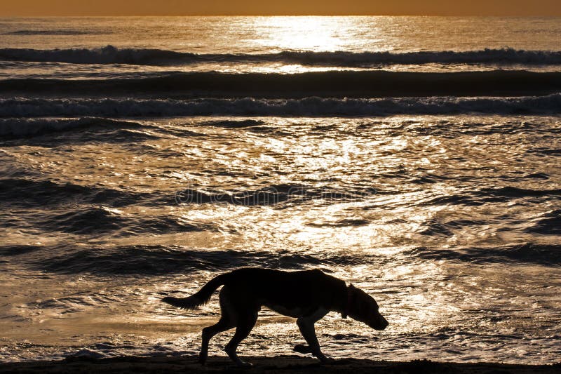 Silhouette Lonely Dog Walking Sunrise Sea
