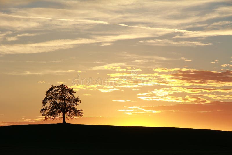 Silhouette of lonely oak tree , beautiful sunset scenery