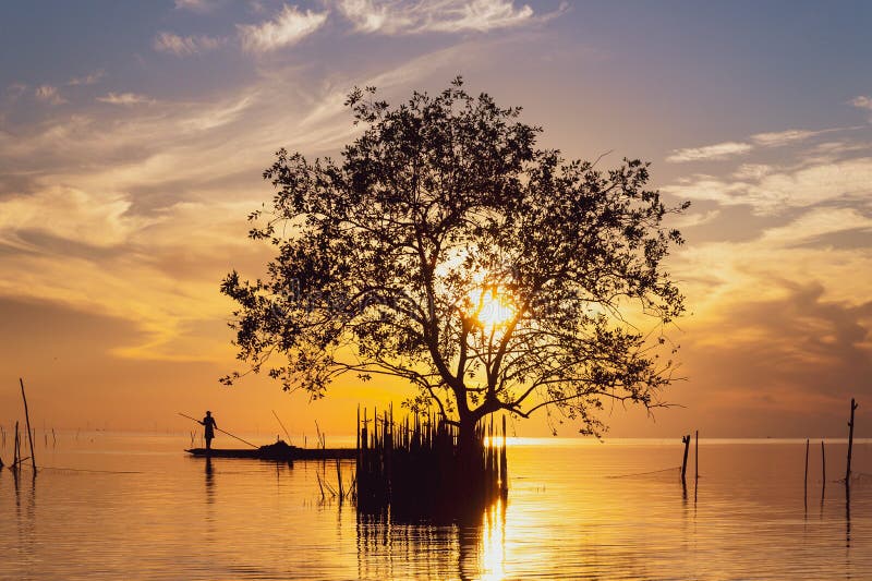 Silhouette of mangrove tree and fisherman in fishing boat at sunrise over lake