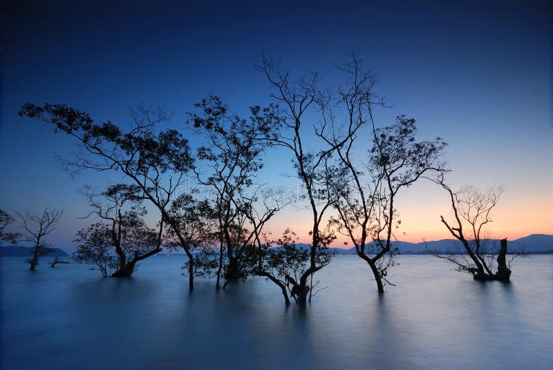 Silhouette of mangrove trees