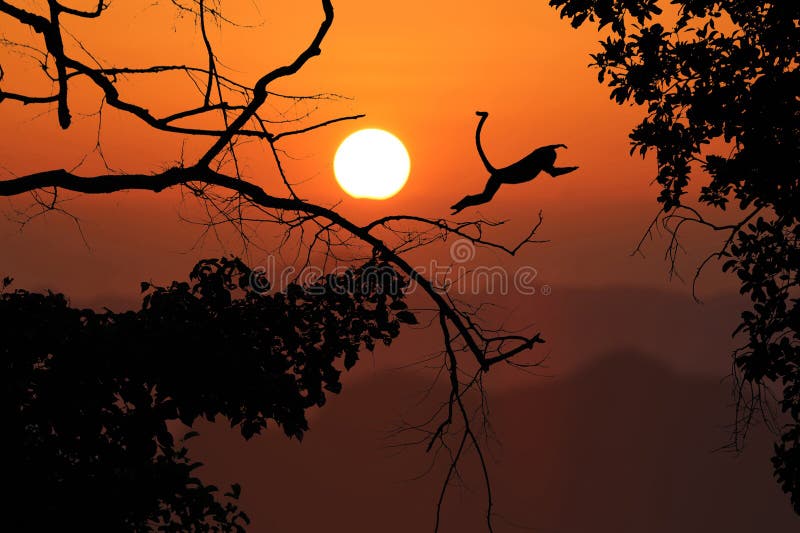 Silhouette monkey jump on the leafless trees and red sky sunset