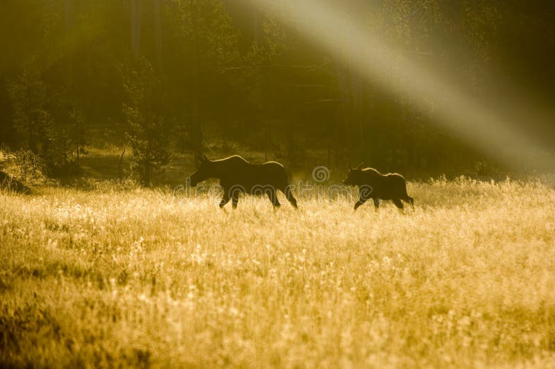 Silhouette of moose