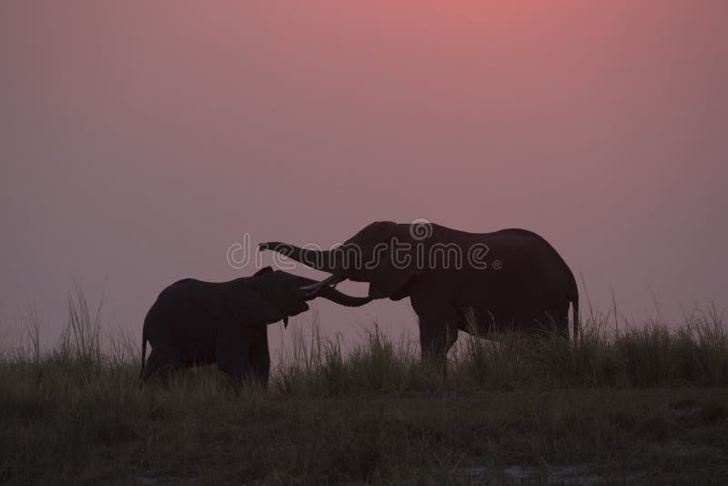 Silhouette of mother and baby elephant