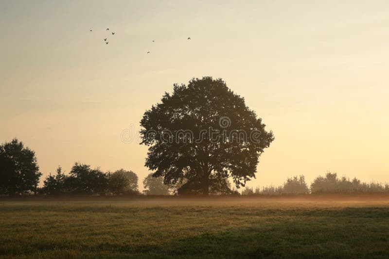 silhouette of oak tree at sunrise lonely oak tree in a field on a foggy sunny autumn morning