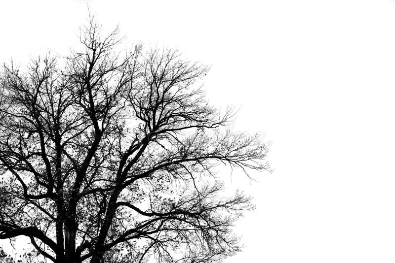 Silueta de viejo un árbol, en escala de grises imagen.