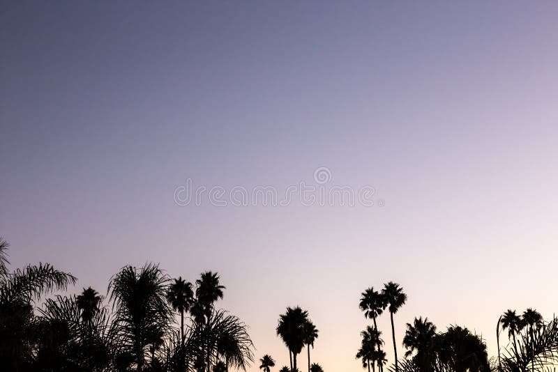 Silhouette Palm Sunset With Yellow And Violet Sky And Palm Tree Stock