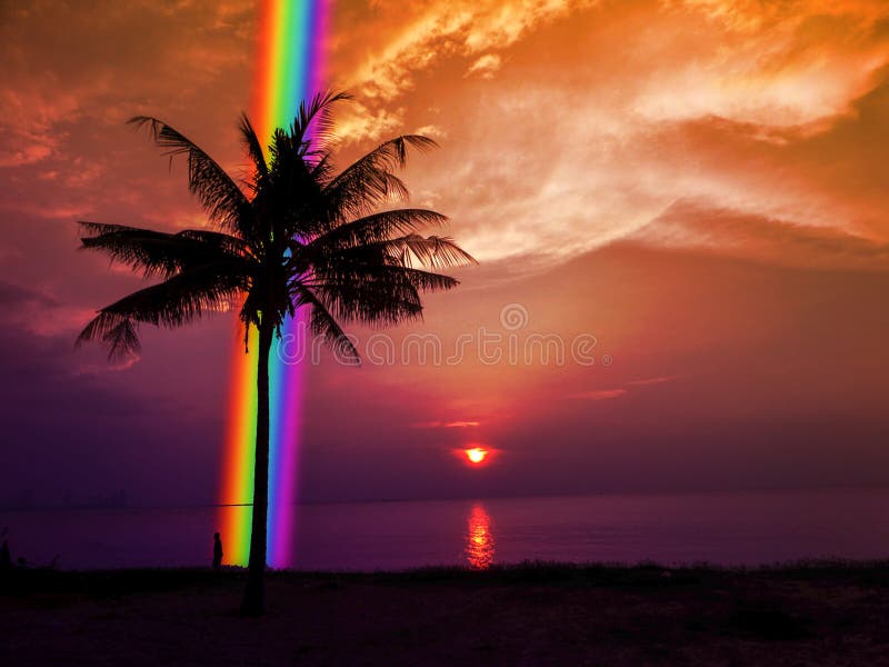 Silhouette palm tree rainbow in back sunset sky in the sea