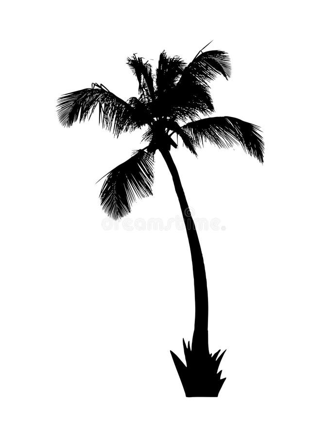 Silhouette of palm tree on white