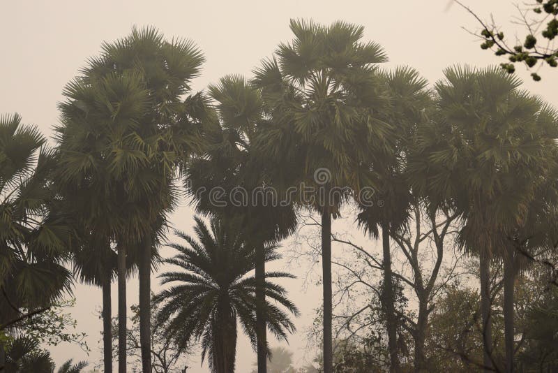 Trees in Morning Fog stock image. Image of pine, spooky - 5741481
