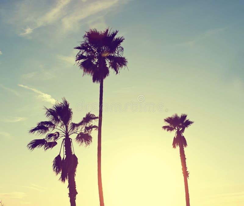 Silhouette of palm trees