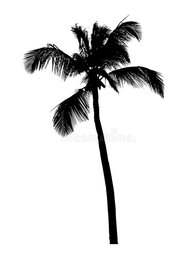 Silhouette of palm on white