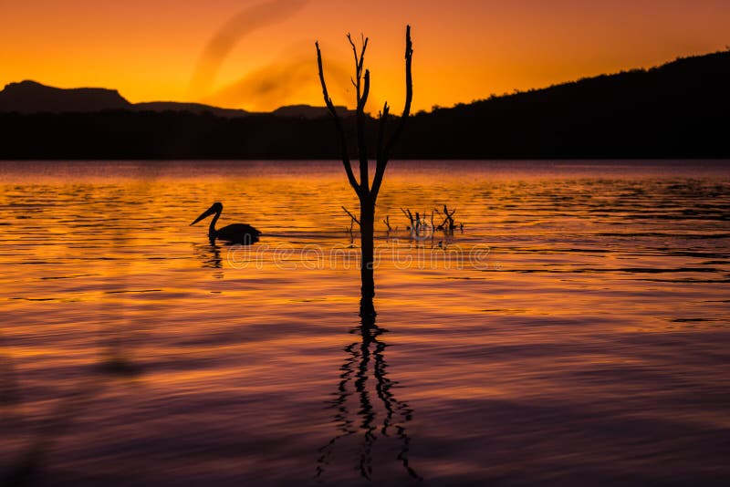 Silhouette of a pelican swimming at sunset