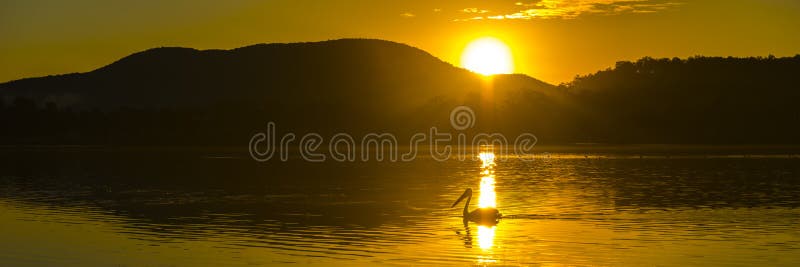 Silhouette of a pelican swimming at sunset