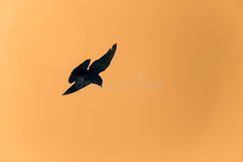 Silhouette of a pigeon flying in the yellow sky royalty free stock photography