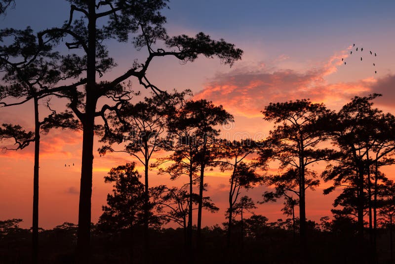 Silhouette landscape pine forest with colorful sky and cloud with birds group