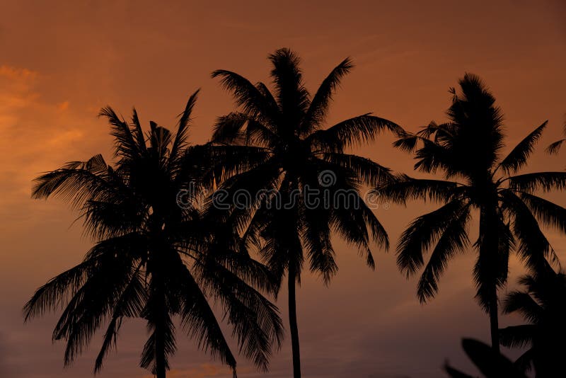 Silhouette of plam trees. stock photo