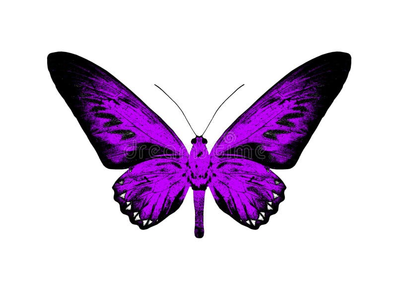 38353 Black And Purple Butterfly Images Stock Photos  Vectors   Shutterstock