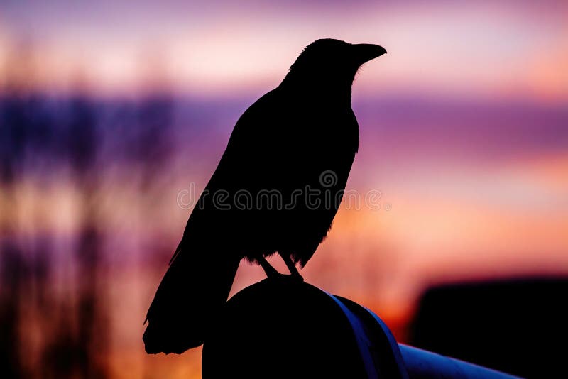 The silhouette of a raven against the background of a crimson sunset. Close-up
