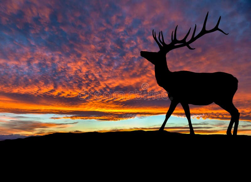 11,030 Deer Sunset Stock Photos - Free & Royalty-Free Stock Photos from  Dreamstime