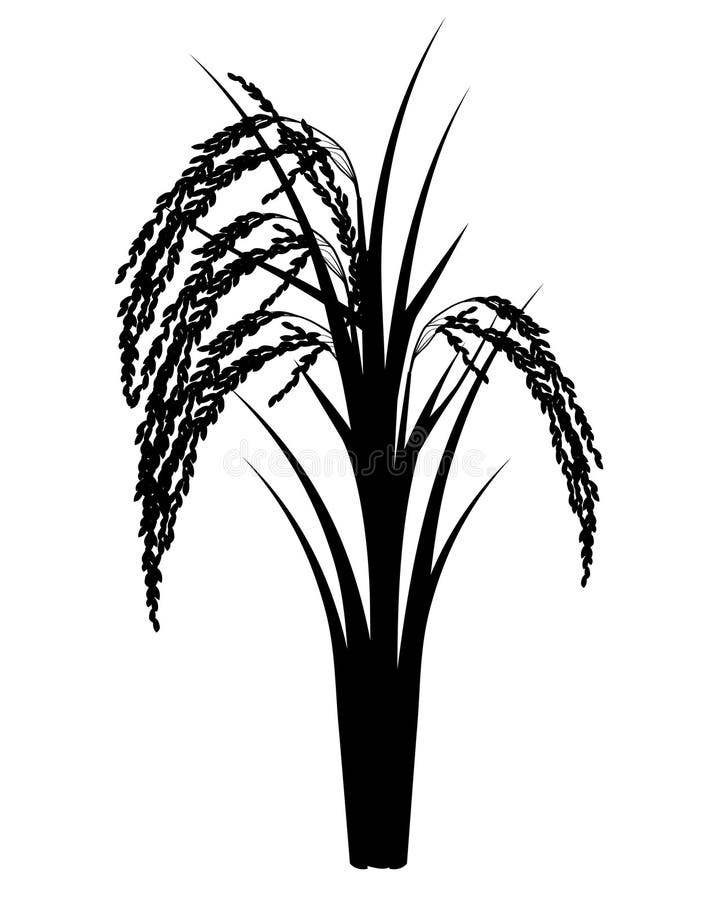 CRMla: Clip Art Of Rice Plant