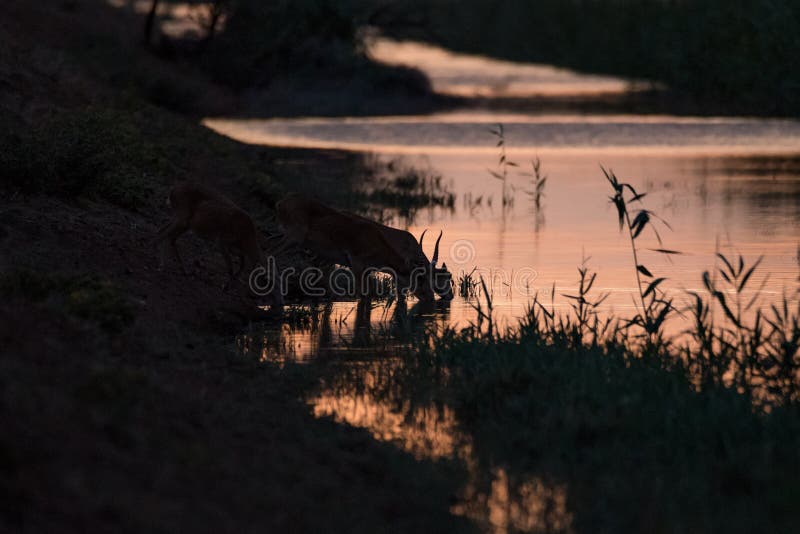 Silhouette of a saiga at sunset. Saiga tatarica is listed in the Red Book stock image Silhouette of a saiga at sunset. Saiga tatarica is listed in the Red Book stock image