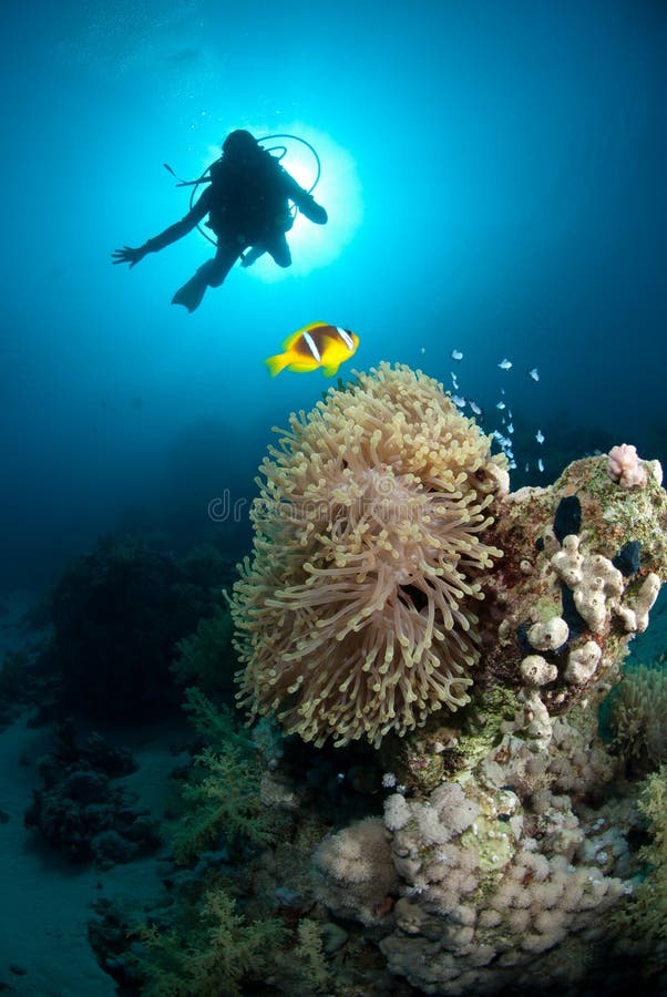Silhouette of scuba diver above coral reef