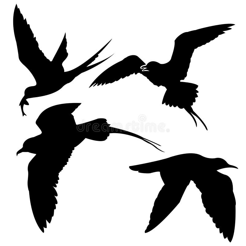 Silhouette of the sea birds