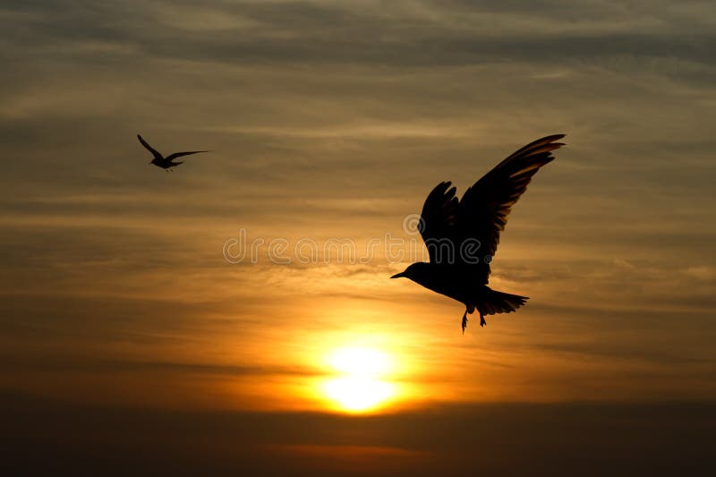 Silhouette of seagull royalty free stock photography