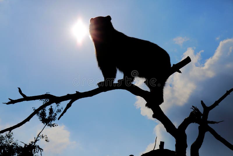 Silhouette of Spectacled Bear