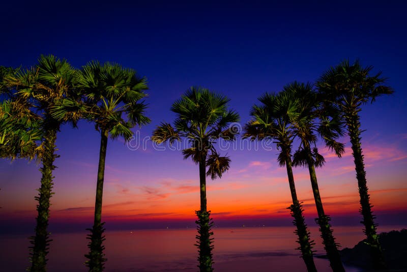 Silhouette sugar palm trees on beach at twilight.