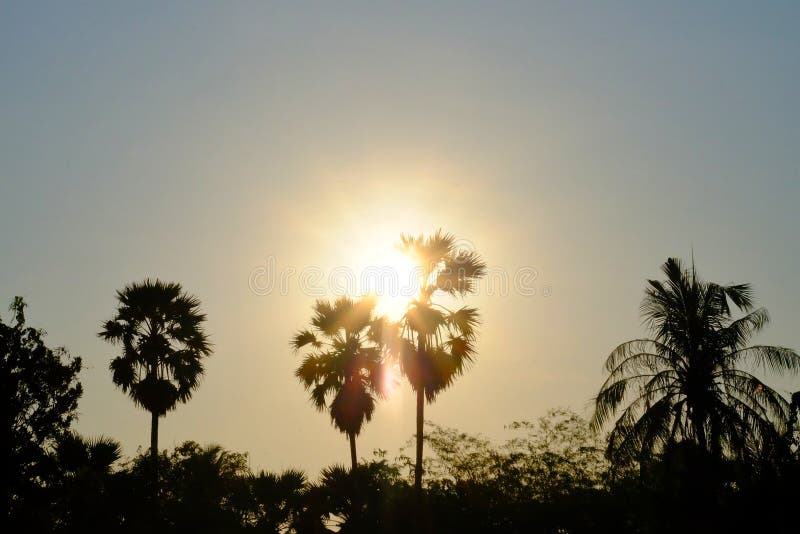 Silhouette sunset over sugar palm trees with golden sky at dusk stock photos Silhouette sunset over sugar palm trees with golden sky at dusk stock photos