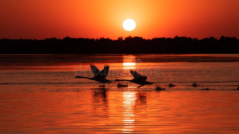 Silhouette svan i solnedgången Donaudeltat Rumänska vildfågel fotografering för bildbyråer Silhouette svan i solnedgången Donaudeltat Rumänska vildfågel fotografering för bildbyråer