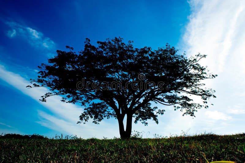 Silhouette of tree royalty free stock images
