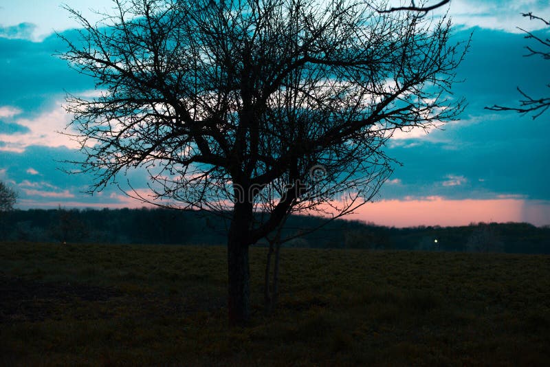 Silhouette of the tree against the background of the spring sky stock photo Silhouette of the tree against the background of the spring sky stock photo