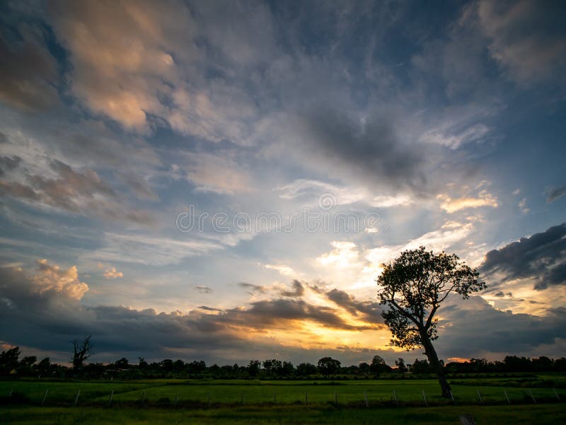 Silhouette Tree Behind the Sunset Stock Photo - Image of lonely, blue