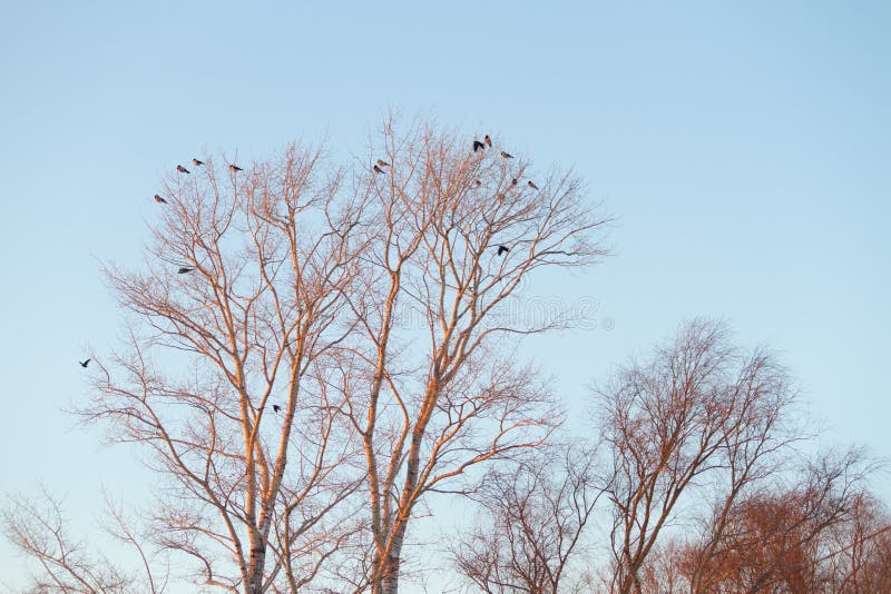 Silhouette of tree and birds stock photos