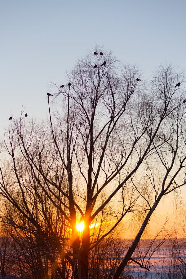 Silhouette of tree and birds stock image
