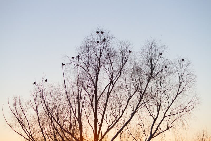 Silhouette of tree and birds stock photos