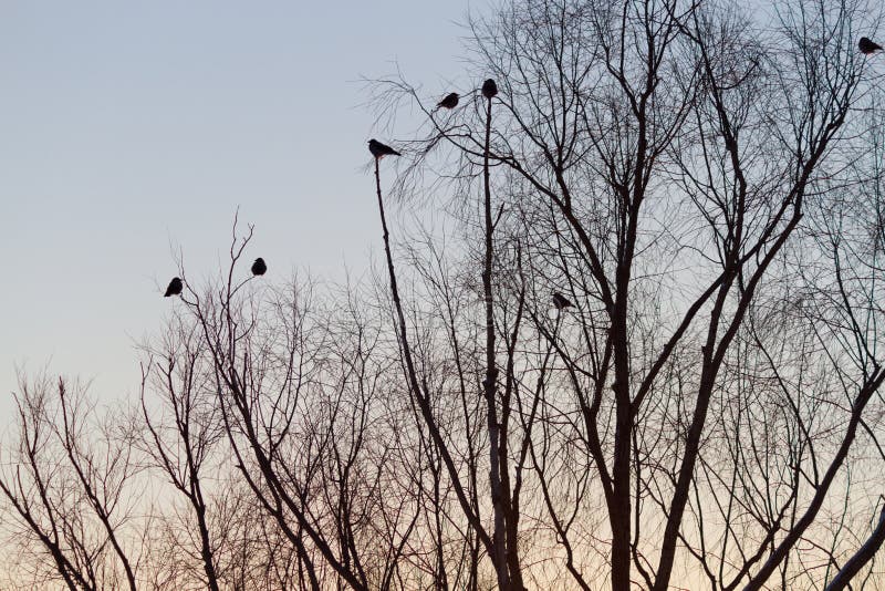 Silhouette of tree and birds stock images