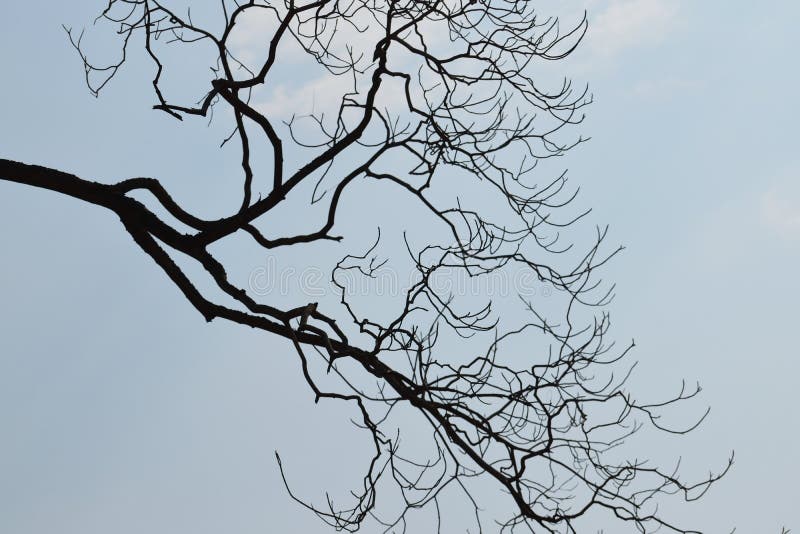 Silhouette of tree branch against blue sky royalty free stock photo Silhouette of tree branch against blue sky royalty free stock photo