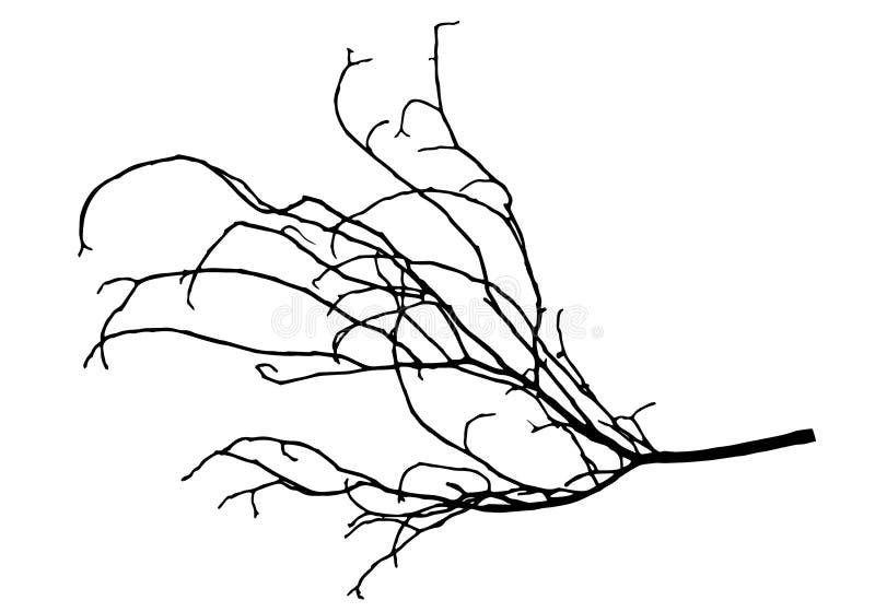 Ветка дерева рисунок. Обрастающие ветви. Рисунок трафарет ветви дерева. Ветка дерева с почками раскраска. Branch track