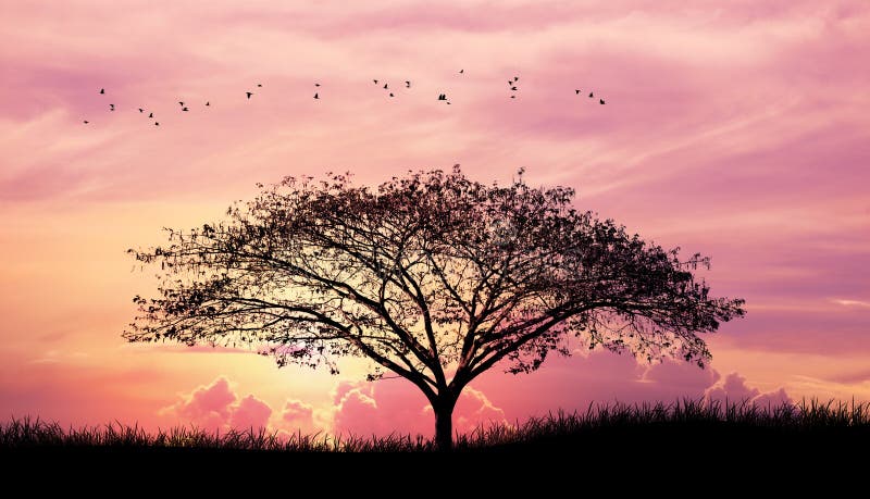 Silhouette tree and grass and bird in Pink purple sky cloud background
