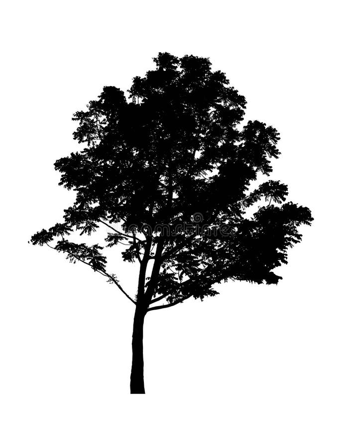 Silhouette tree isolated on white background with clipping path royalty free stock photography Silhouette tree isolated on white background with clipping path royalty free stock photography