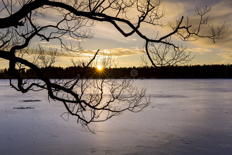 Silhouette of branching tree over a frozen lake at sunset in winter evening. Silhouette of branching tree over a frozen lake at sunset in winter evening