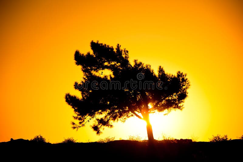 Silhouette of a Tree in the Rays of the Rising Sun Stock Photo Image