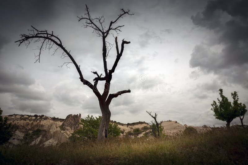 Silhouette of a tree in a valley during storm. Tree landcsape stock images, royalty-free photos and pictures