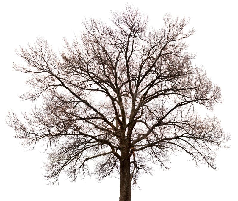 Silhouette of a tree on white background stock photography Silhouette of a tree on white background stock photography
