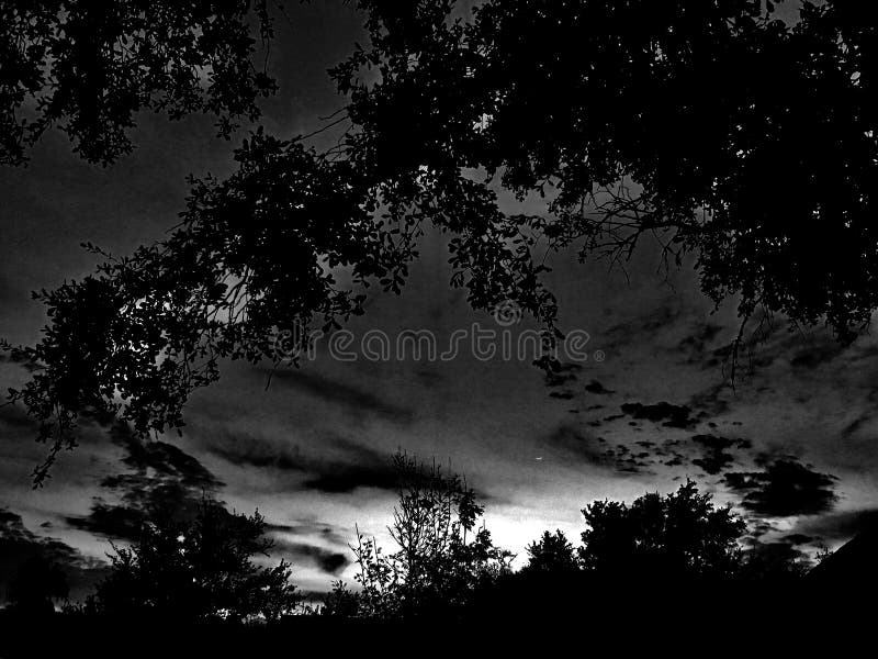 Silhouette Of Trees At Night Picture. Image 84955432
