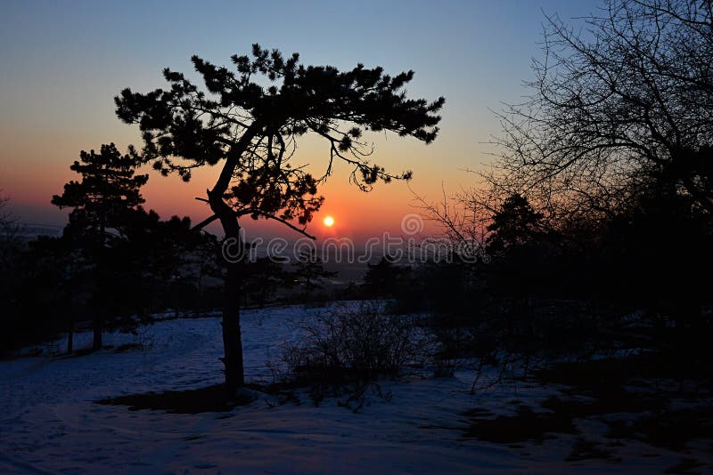 Silhouette of twisted pine tree in winter sunset, snow covered fields in background